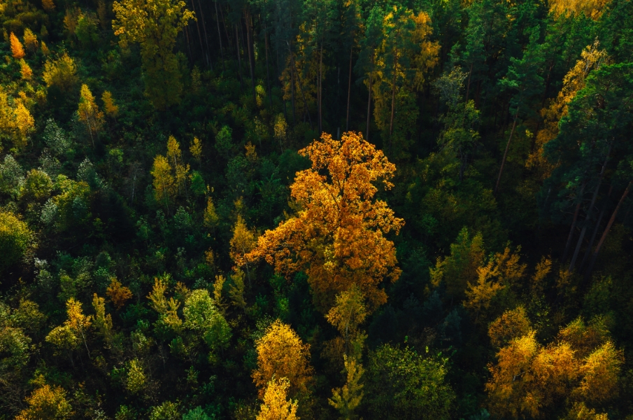 aerial-shot-of-beautiful-autumn-forest